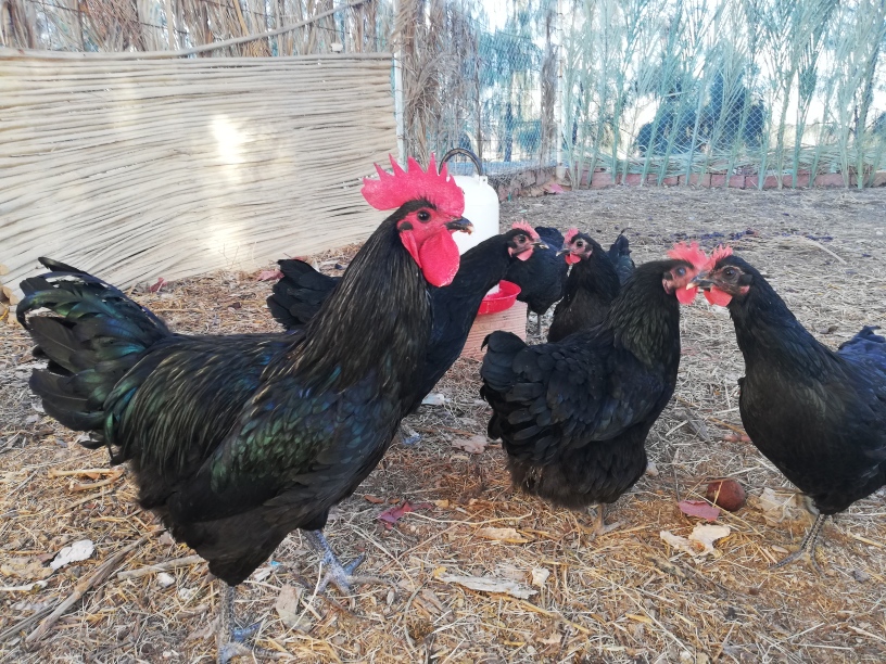 australorp rooster and a few australorp hens on a chicken run