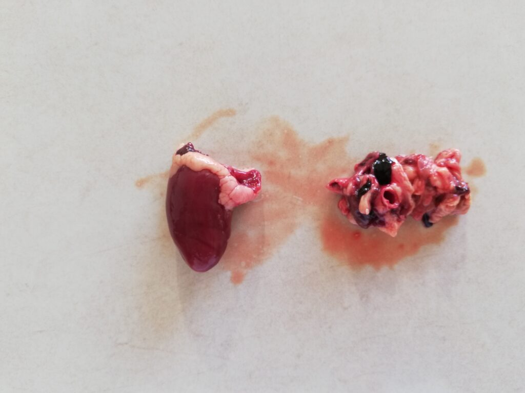 prepared chicken heart on the left scraps cut off from the heart on the right