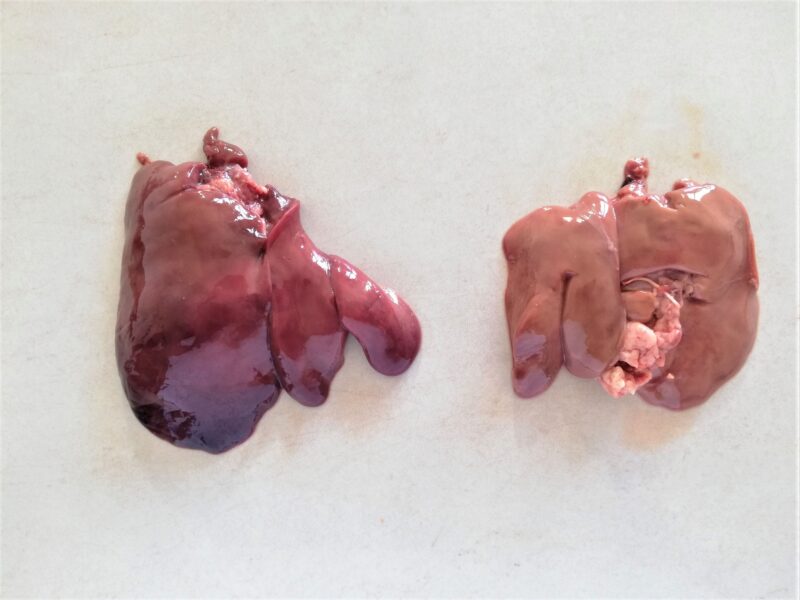 Liver from a young chicken and a liver from an older chicken side by side