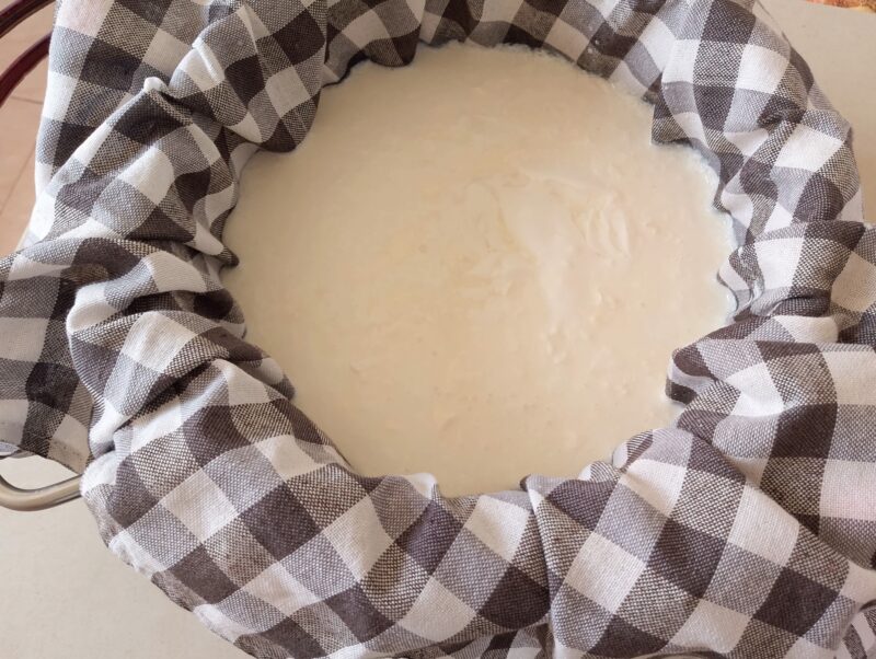 Pouring soured raw milk into colander lined with cheesecloth to drain