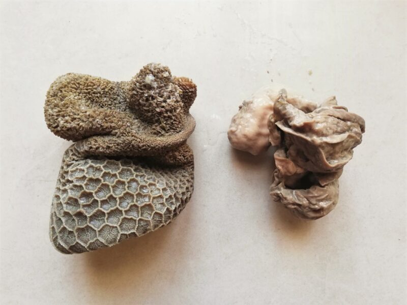 Cooked honeycomb and reed tripes cooling on counter
