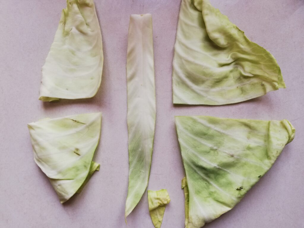 Cutting a large cabbage leaf to use it to keep the curtido ingredients under the brine
