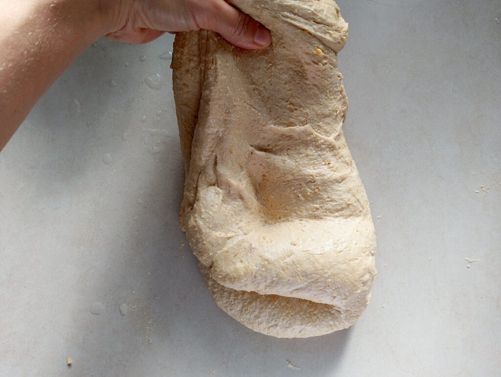 Stretching the sourdough rolls dough to develop the gluten structure