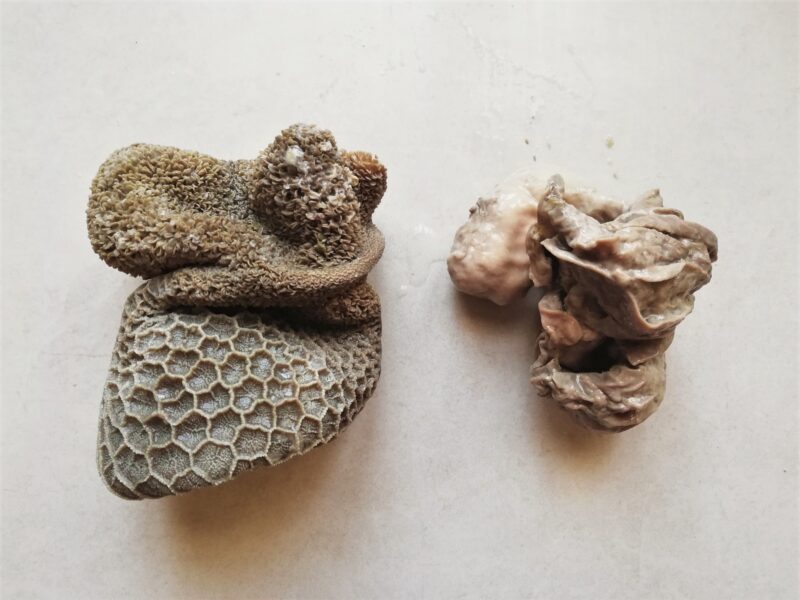 Cooked honeycomb tripe and reed tripe on counter