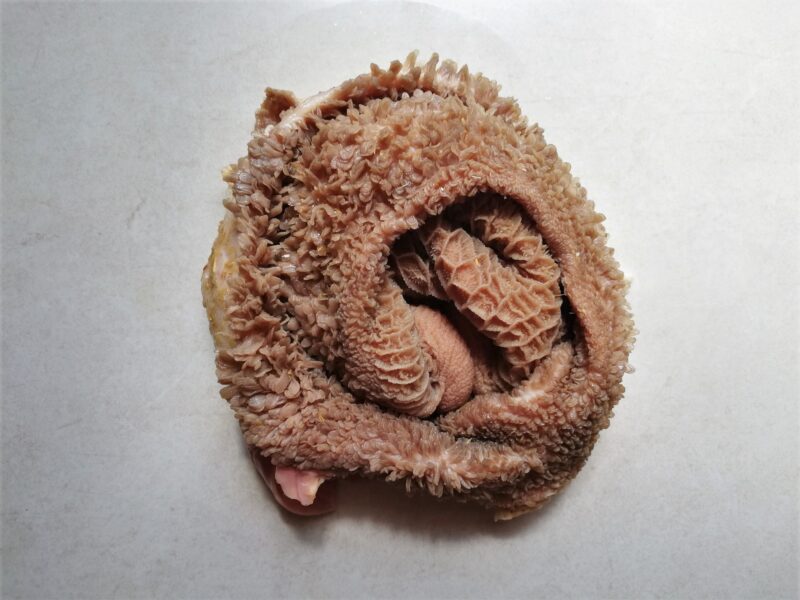 Raw honeycomb tripe on counter