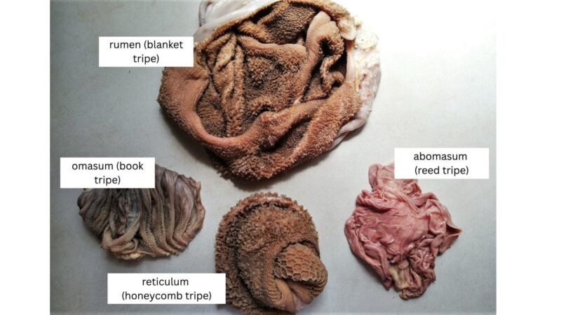 Four types of tripe on counter: blanket tripe, reed tripe, honeycomb tripe, and book tripe