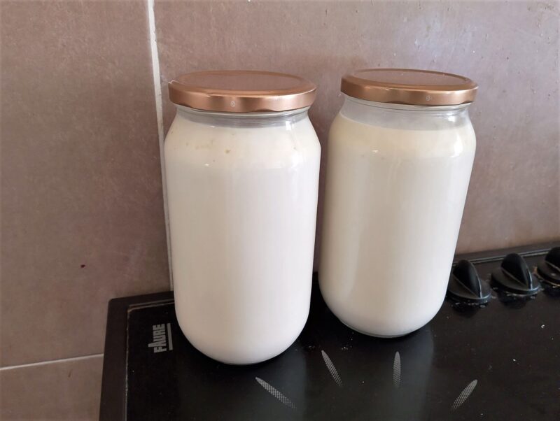 Raw milk in jars set to clabber for farmer's cheese