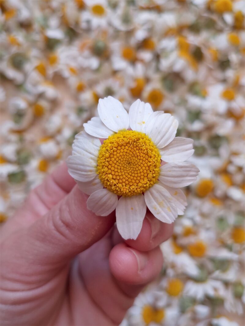 Hand holding a fresh chamomile flower