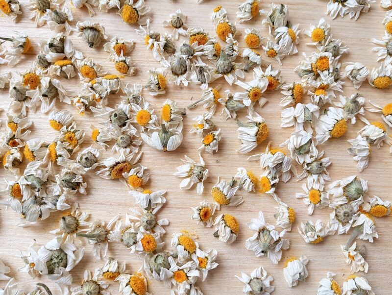 Fully dried chamomile flowers on wooden tray