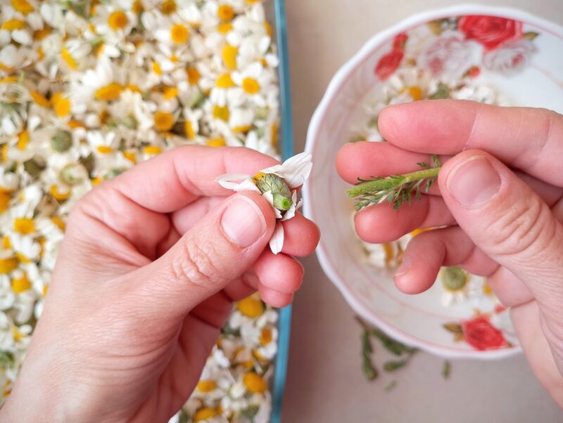 Woman's hands removing stems from chamomile flowers