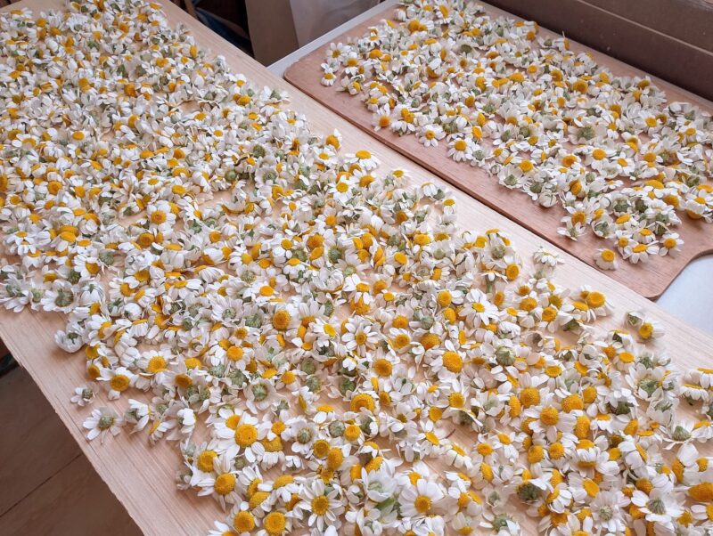 Chamomile flowers spread on wooden trays for drying