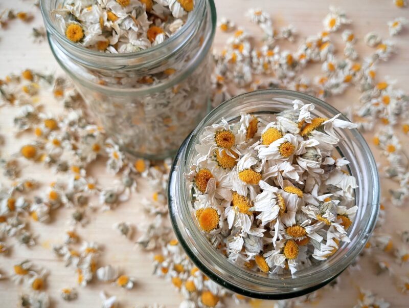 Transferring dried chamomile flowers to jars for storage