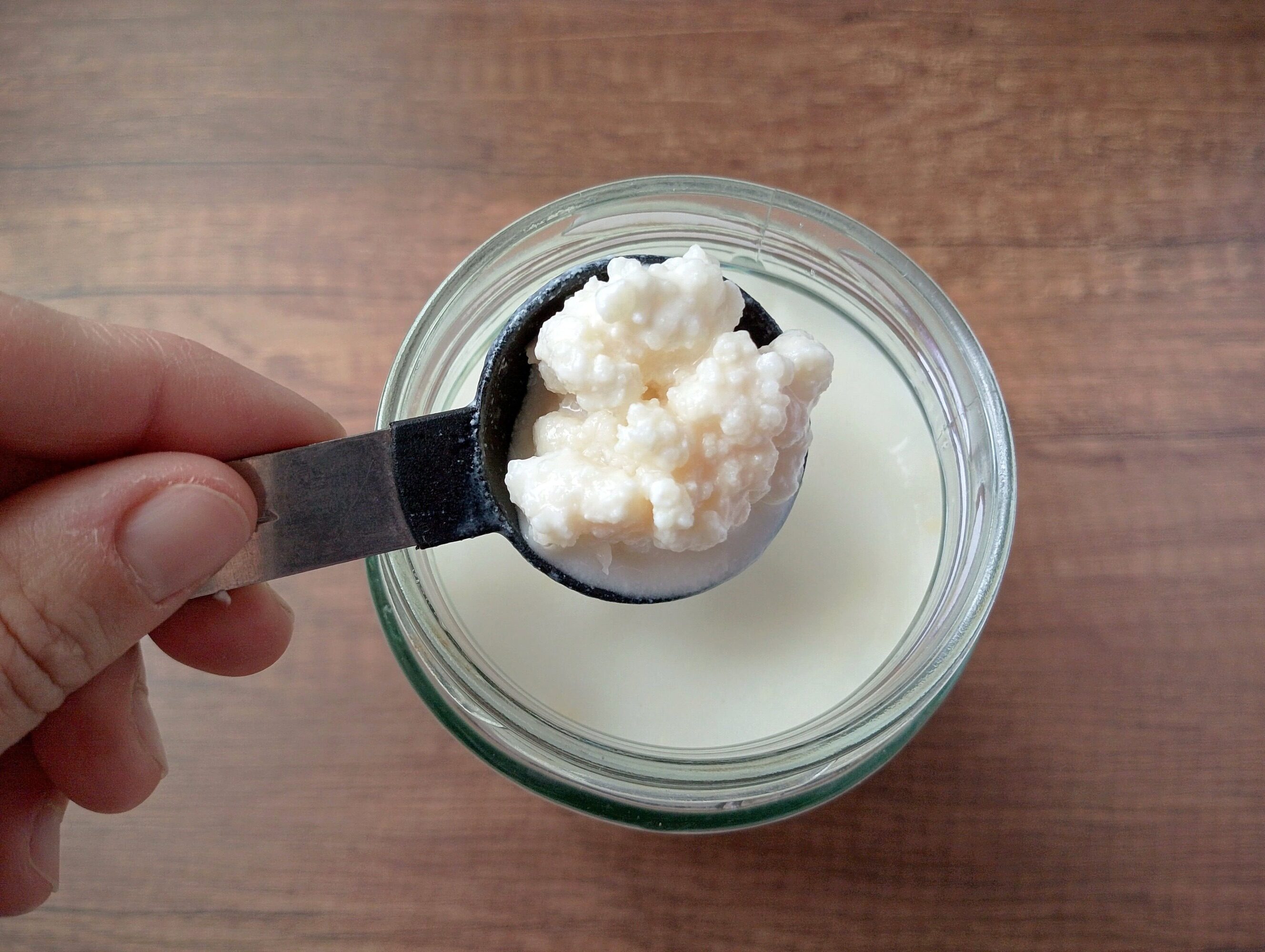 Hand adding a spoon of milk kefir grains into jar of milk