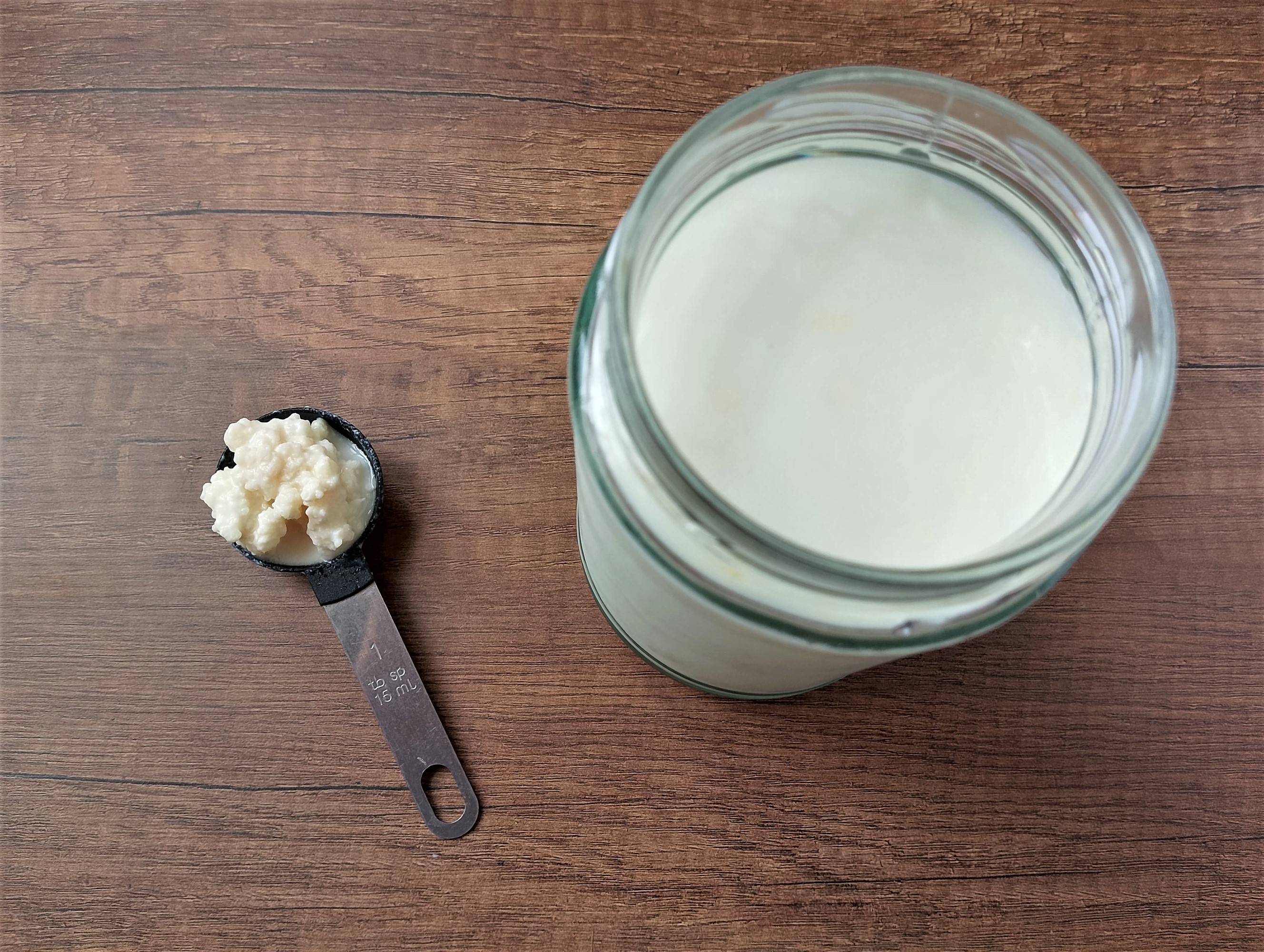 Adding milk kefir grains to jar of milk to start a new batch of kefir