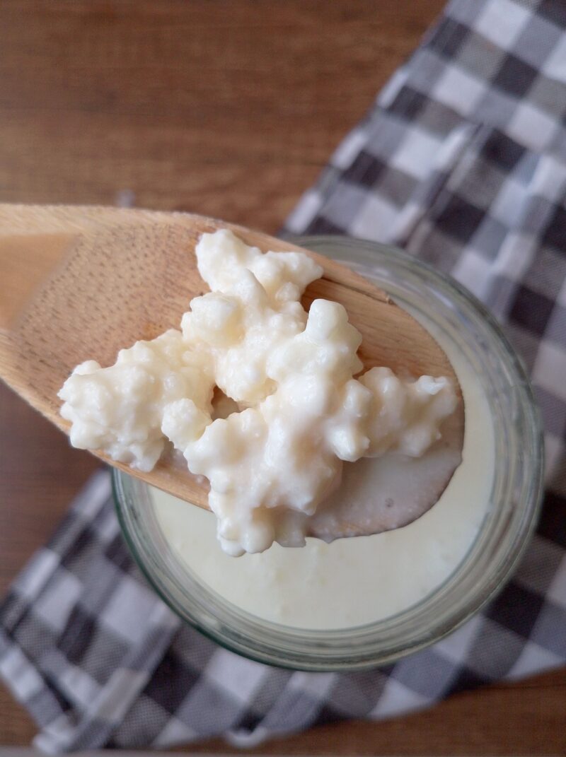 Spoon lifting milk kefir grains from a jar of kefir