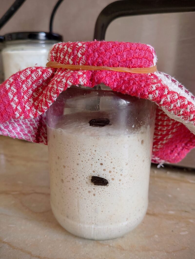 Sourdough starter in jar covered with cloth napkin