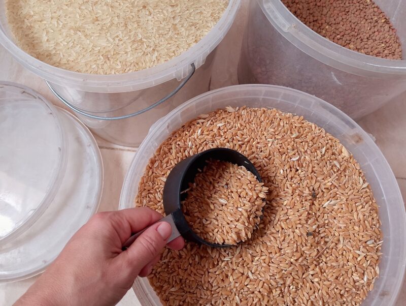 Hand scooping wheat berries from bucket with buckets of rice and lentils in the background